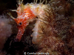 Hippocampus guttulatus
Secret beauty by Cumhur Gedikoglu 